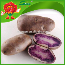 Patata dulce púrpura natural con buen precio